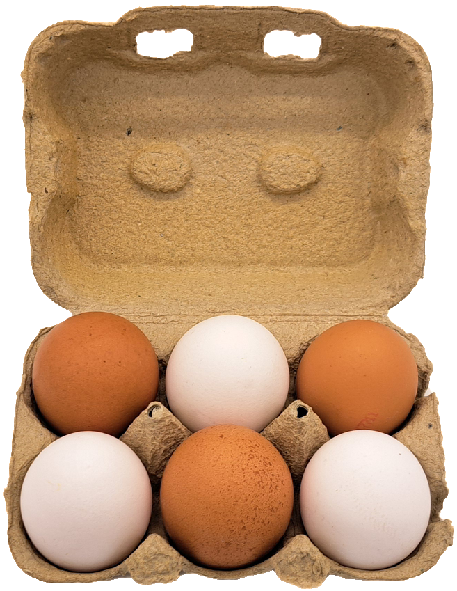 6er TopCom Eierschachtel mit „Bodenhaltung“ Aufdruck Aufgeklappt Innen mit 6 Eiern
