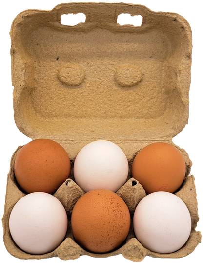 6er TopCom Eierschachtel mit „Bodenhaltung“ Aufdruck Aufgeklappt Innen mit 6 Eiern